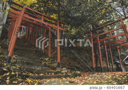 導観稲荷神社のイチョウ 導観稲荷神社のイチョウ 60401667
