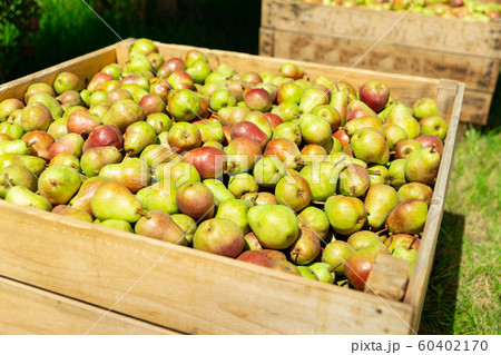 Pears in wooden box Pears in wooden box 60402170