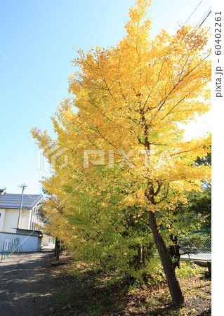 秋の紅葉風景その15 秋の紅葉風景その15 60402261