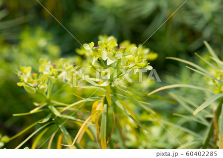 Tabaiba salvaje (Euphorbia regis-jubae) is a shrub endemic of Canary Islands 60402285