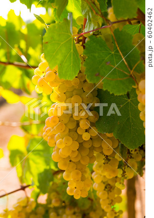 Ripe white grapes on branch Ripe white grapes on branch 60402462
