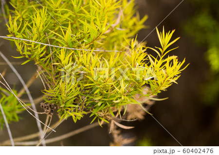 Flax-leaved Paperbark is a Melaleuca tree species with fragrant leaves Flax-leaved Paperbark is a Melaleuca tree species with fragrant leaves 60402476