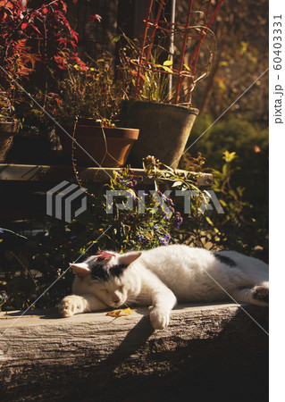 秋の野良猫 秋の野良猫 60403331