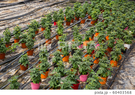 Growing tomatoes in greenhouse 60403568
