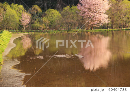 水面に映る桜 水面に映る桜 60404788