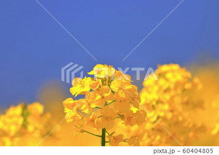 爽やかな菜の花 60404805