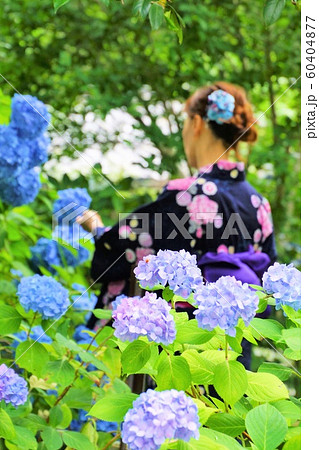紫陽花と浴衣姿の女性 60404877