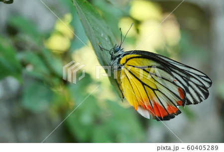 The Painted Jezebel (Delias hyparete) Butterfly on leaf with natural green background, Yellow with orange and black color stripes on white wing 60405289