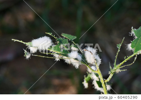 Group of Megalopyge crispata or Black-waved Flannel Moth caterpillar on tree, White furry worms eat leaves until damage Group of Megalopyge crispata or Black-waved Flannel Moth caterpillar on tree, White furry worms eat leaves until damage 60405290