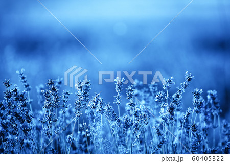 Color of year, 2020. Blooming lavender flowers on sunset, toned classic blue photo. Lavender flower field. 60405322