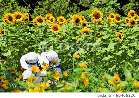 女の子たちとひまわりの写真素材