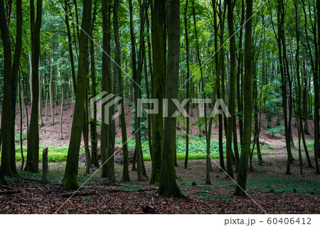 Woodland area of Granitz with European beech, Fagus sylvatica, and sessile oak, Quercus petraea in Rugen Island Woodland area of Granitz with European beech, Fagus sylvatica, and sessile oak, Quercus petraea in Rugen Island 60406412