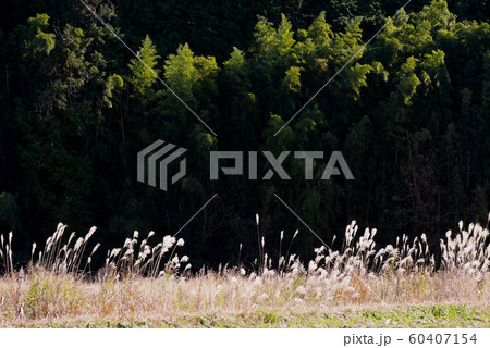 晩秋の竹林とススキ 晩秋の竹林とススキ 60407154