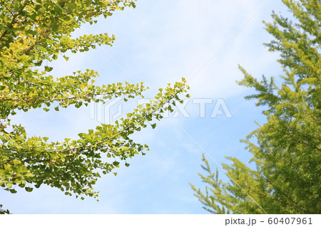 イチョウ・夏(黄葉し始める少し前) イチョウ・夏(黄葉し始める少し前) 60407961