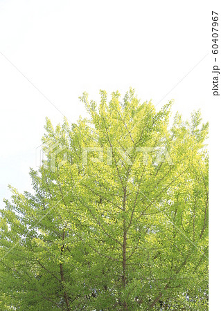 イチョウ・夏（黄葉し始める少し前） 60407967