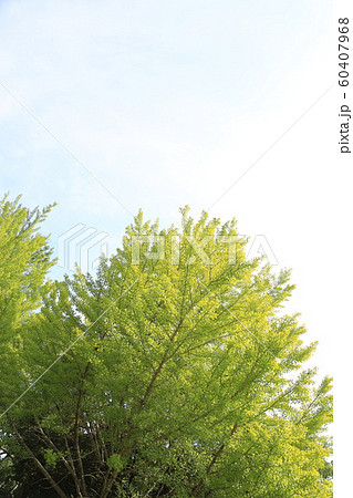 イチョウ・夏(黄葉し始める少し前) イチョウ・夏(黄葉し始める少し前) 60407968