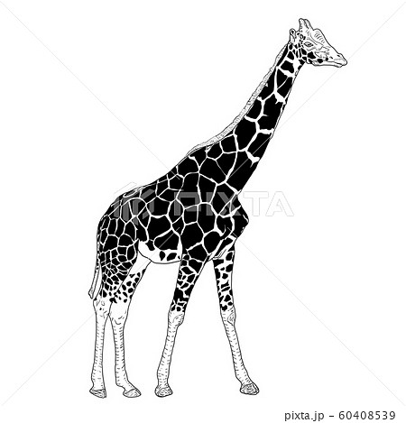 Sketch Of A High African Giraffe On A Whiteのイラスト素材 60408539 Pixta