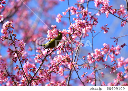桜にメジロ 桜にメジロ 60409109