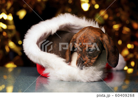 puppy portrait hat dark background puppy portrait hat dark background 60409268