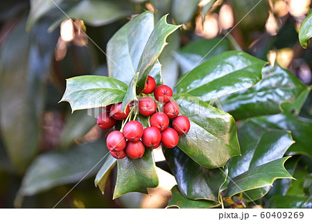 ヒイラギモチの赤い実 ヒイラギモチの赤い実 60409269