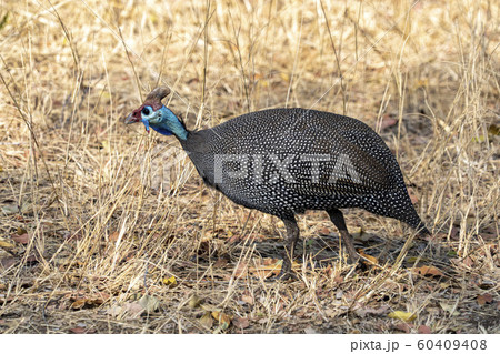 Helmeted guineafowl in Kruger Park 60409408