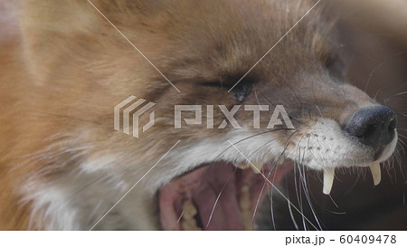 Golden jackal in nature tracks down prey, portrait Golden jackal in nature tracks down prey, portrait 60409478