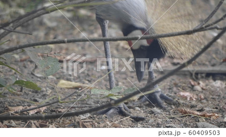 Beautiful bird, Grey Crowned Crane with blue eye 60409503