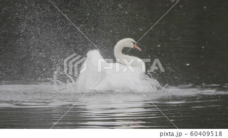 White swans swim on the lake in autumn White swans swim on the lake in autumn 60409518