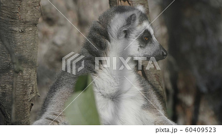 Ring-tailed Lemur Lemur catta sits under a tree 60409523