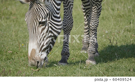 African beautiful zebra eating fresh green grass 60409524