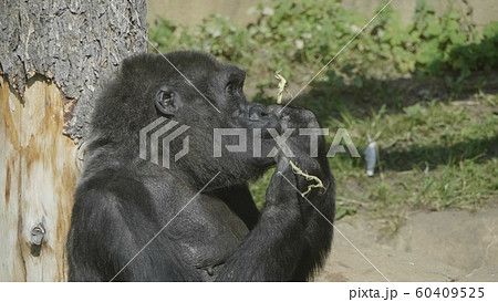 Mountain gorilla sits and eats a tree branch 60409525