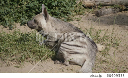 Portrait of a spotted hyena in the shade of trees 60409533