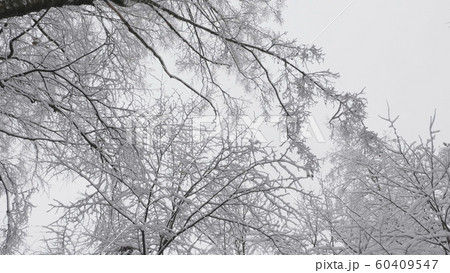 Winter forest during a snowfall, slow motion Winter forest during a snowfall, slow motion 60409547