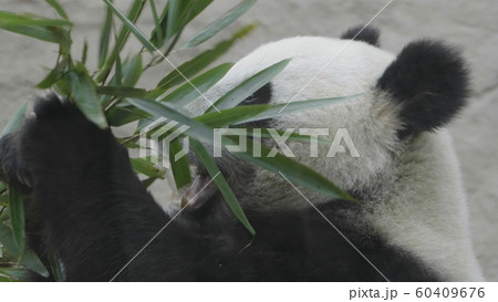 Panda goes on a background of green grass 60409676