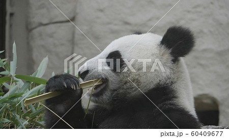 Panda goes on a background of green grass 60409677