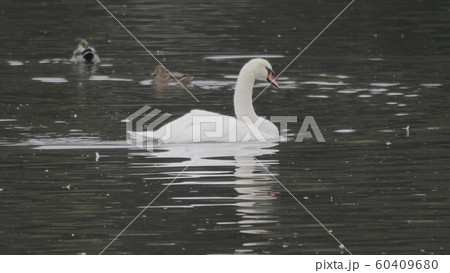 White swans swim on the lake in autumn 60409680