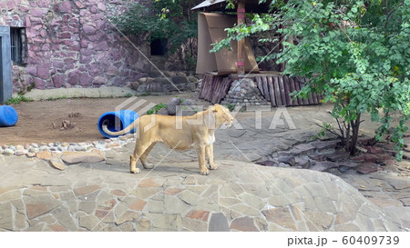 Portrait lioness basking in the warm sun after Portrait lioness basking in the warm sun after 60409739