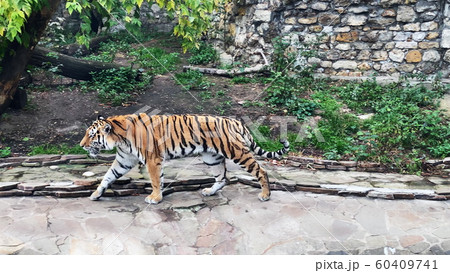 The Amur tiger is the graceful gait of the taiga The Amur tiger is the graceful gait of the taiga 60409741