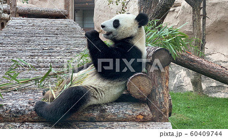 Panda goes on a background of green grass 60409744