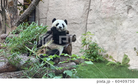 Panda goes on a background of green grass 60409750