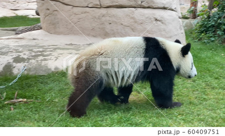 Panda goes on a background of green grass 60409751