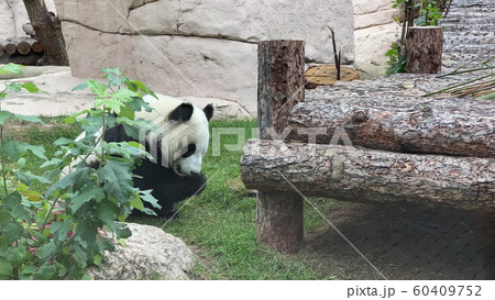Panda goes on a background of green grass 60409752