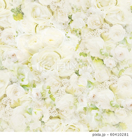 背景-バラ-白 背景-バラ-白 60410281