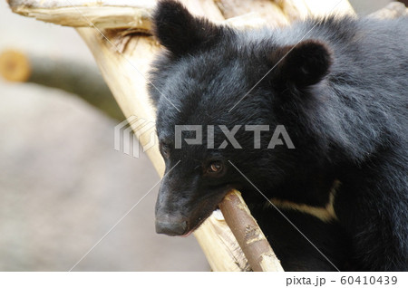 ガブッ! ガブッ! 60410439