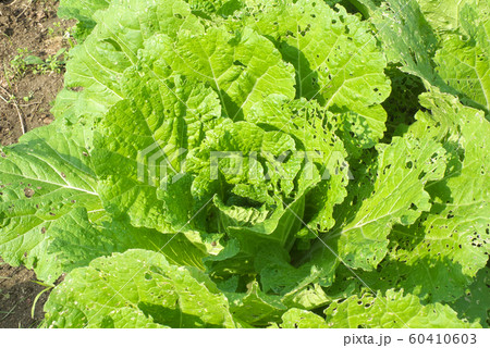 白菜・虫食い 60410603
