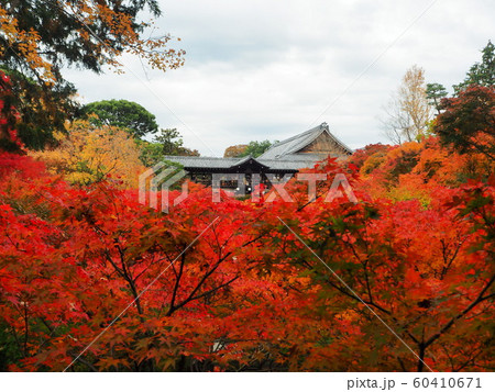 京都　最盛期の紅葉 60410671