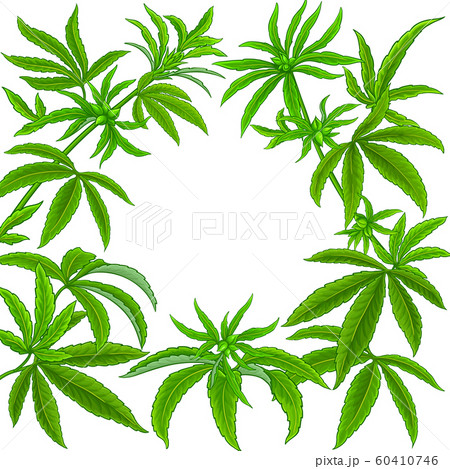 hemp vector frame hemp vector frame 60410746