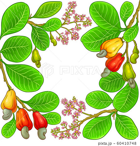 cashew vector frame 60410748