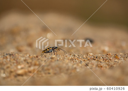 Small bug closeup macro over the sand grains 60410926