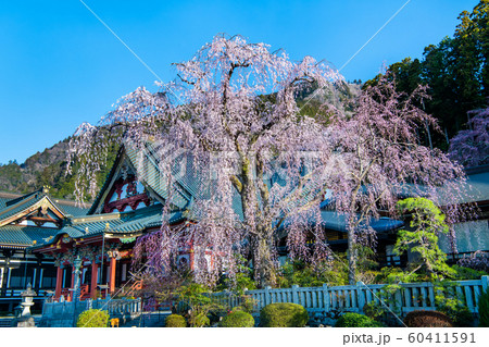 山梨県 身延山久遠寺　満開のシダレザクラ 60411591